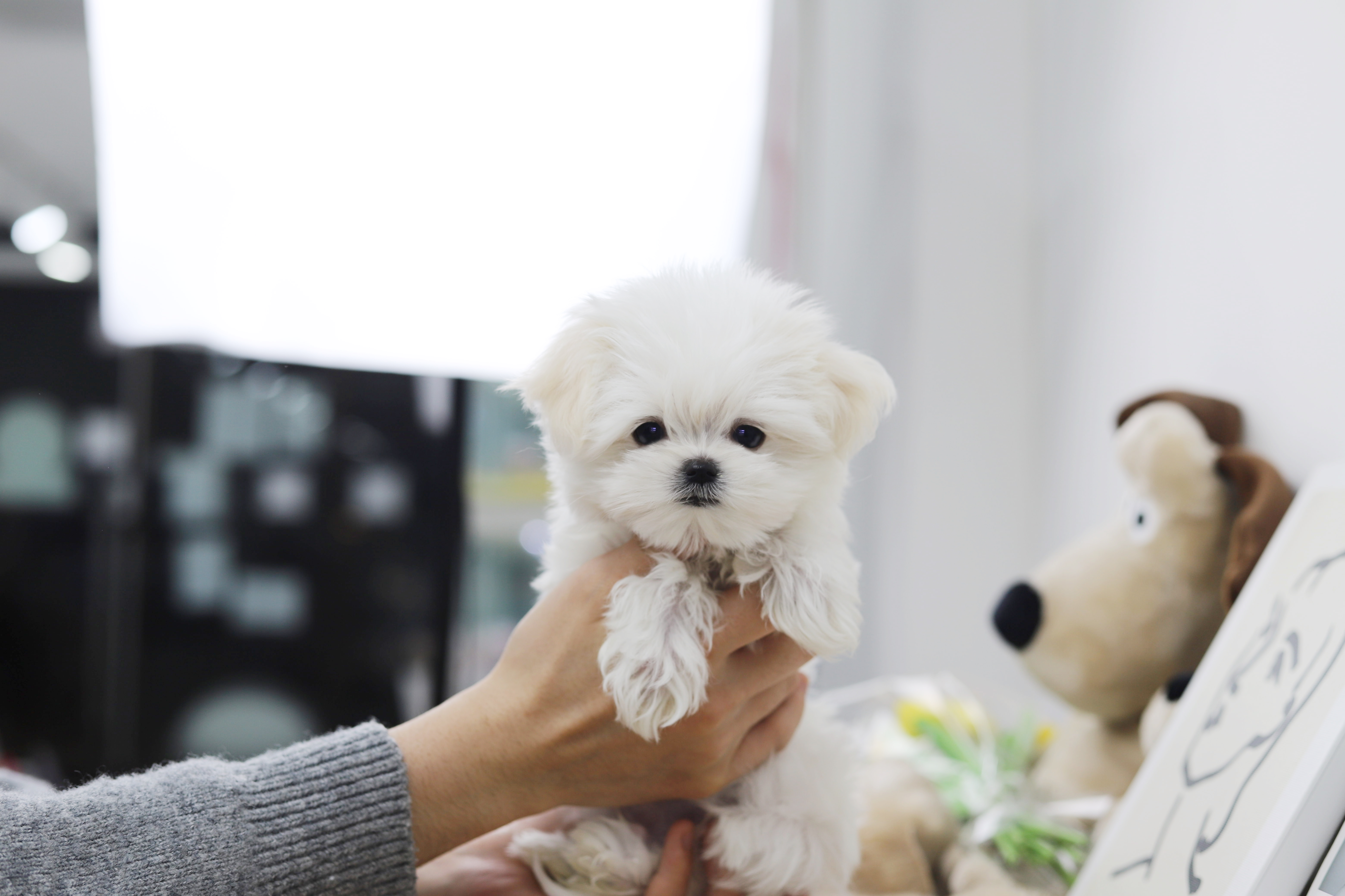 말티즈 공주님(비니)(책임분양)